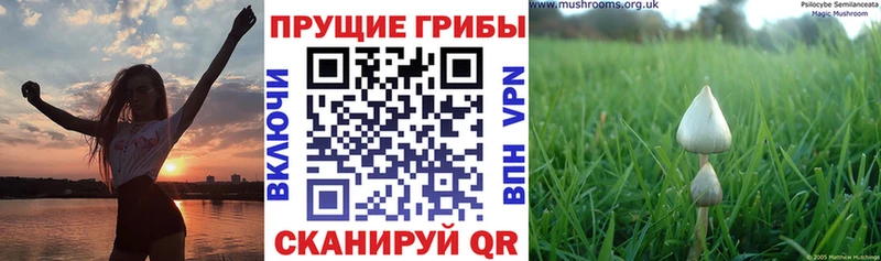где продают   Арамиль  Галлюциногенные грибы GOLDEN TEACHER 
